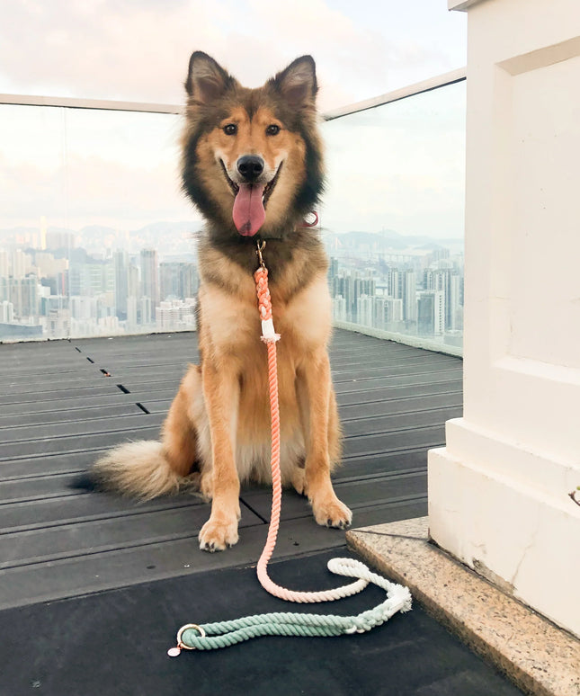 HANDS FREE DOG ROPE LEASH - BUBBLE SODA-1