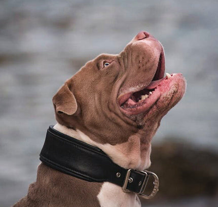Plain "Style" collar black