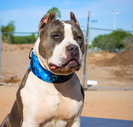 The Darth Force Limited Collar-1