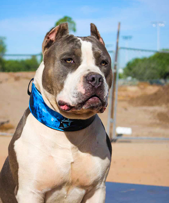 The Darth Force Limited Collar-1