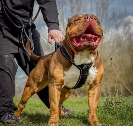 BESTIA DOG SPORT GripPro Heavy Duty Harness-4