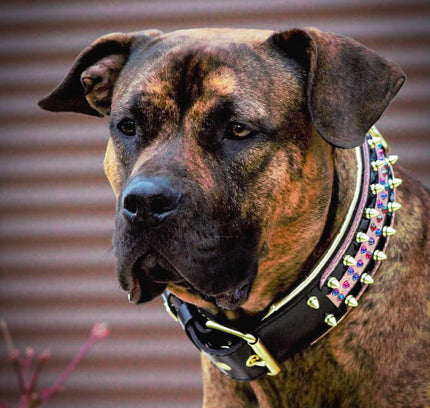 The Candy Dog Collar Black-4