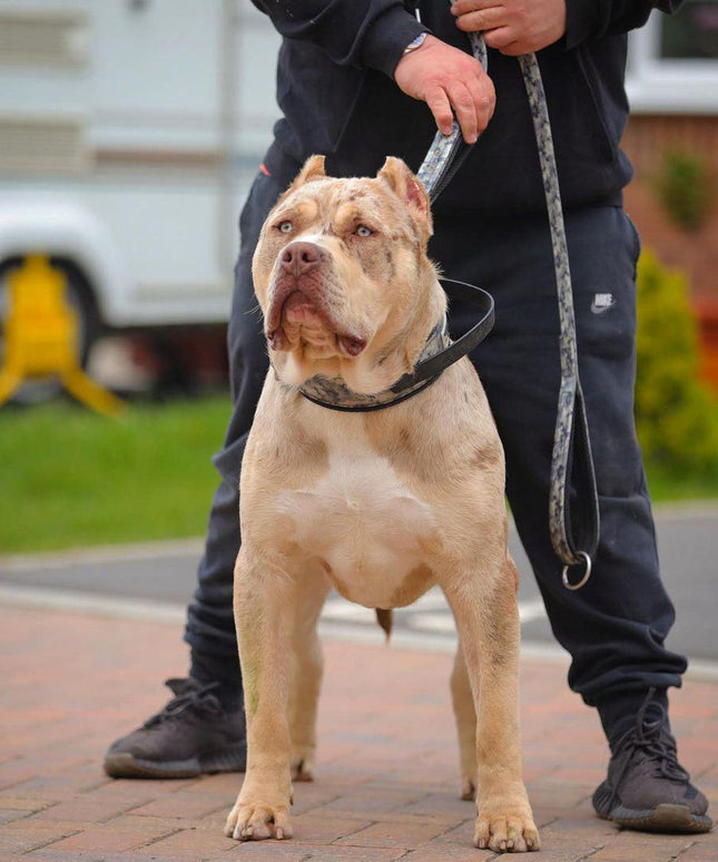 BESTIA DOG SPORT dual handle leash grey camo-2