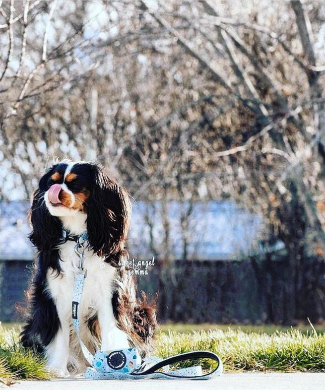 BUNDLE - DAPPER DOGGY (4 PIECES)-1