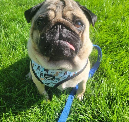 ADJUSTABLE HARNESS - DAPPER DOGGY-1