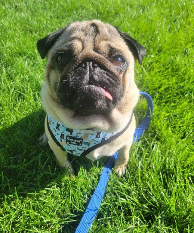 ADJUSTABLE HARNESS - DAPPER DOGGY-1