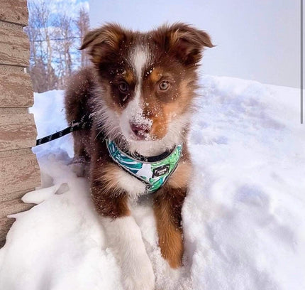 ADJUSTABLE HARNESS - NAPA-1