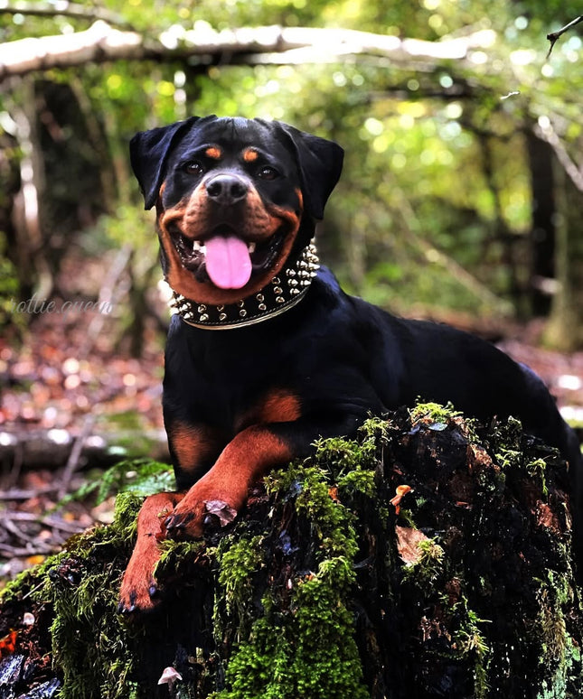 The "Gold Giant" collar-3