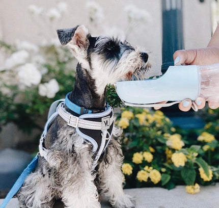 2 IN 1 PORTABLE PET FEEDER - BLUE-1