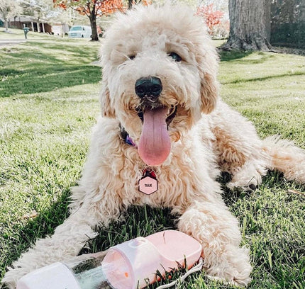 2 IN 1 PORTABLE PET FEEDER - PINK-3