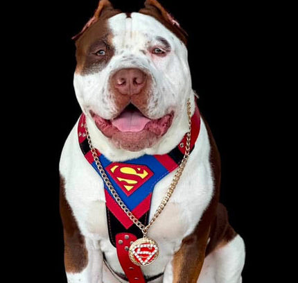 Superdog Harness-2