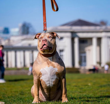 Plain "Style" collar brown-3