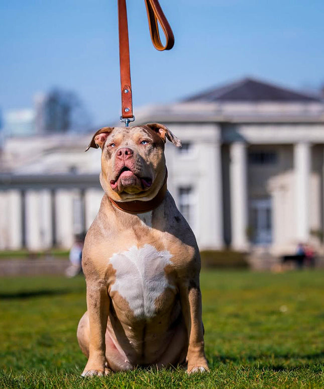 Plain "Style" collar brown-3