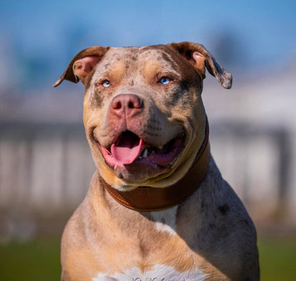 Plain "Style" collar brown-1
