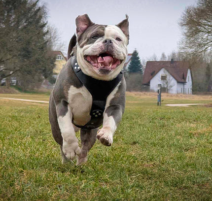 The ''Style'' harness Black