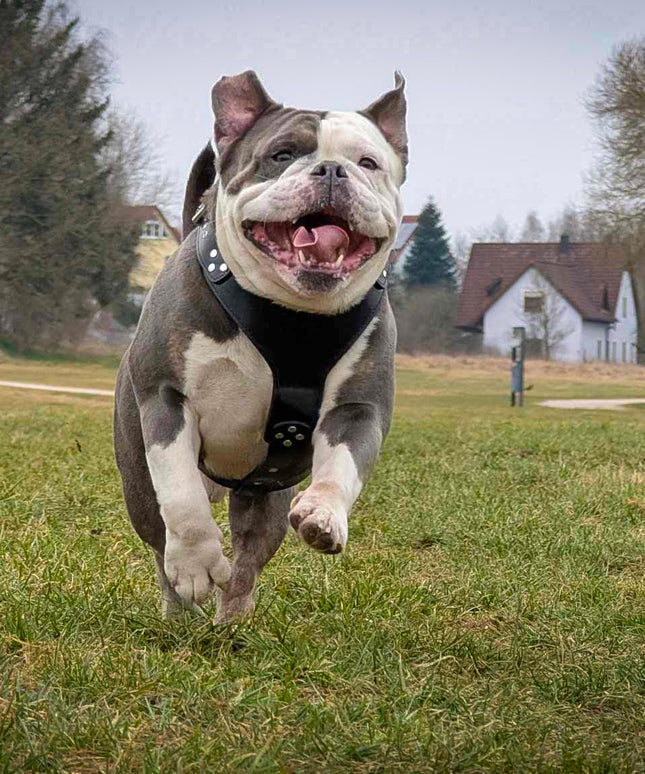 The ''Style'' harness Black