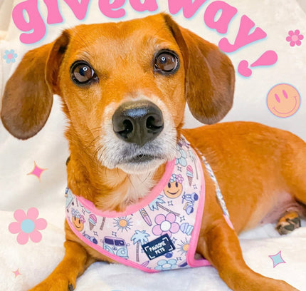 ADJUSTABLE HARNESS - SMILE EVERYDAY-1