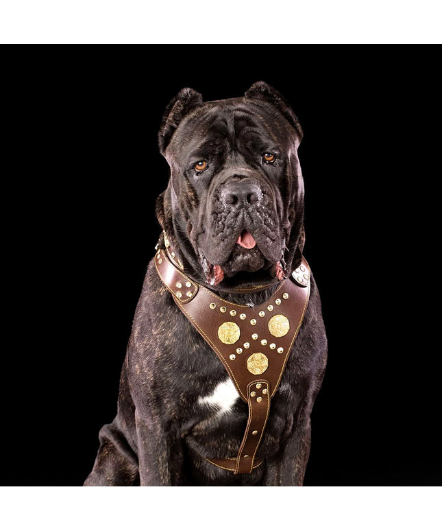The "Maximus" brown harness