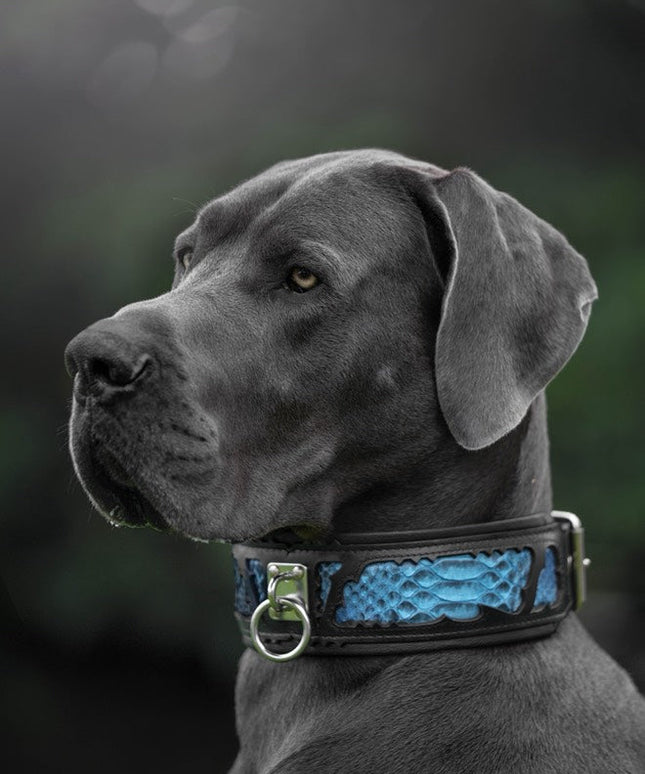 The ''Morelia Python'' leash-1