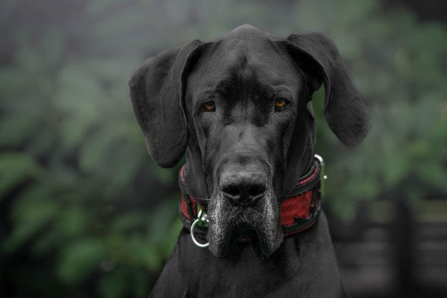 The ''Red Dragon'' collar-1