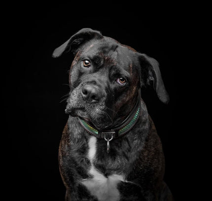 The ''D`Albertis'' collar-3