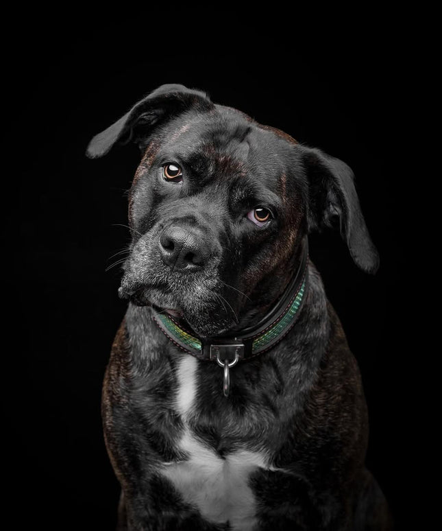 The ''D`Albertis'' collar-3