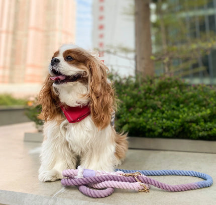 ROPE LEASH - BEAUTIFUL VIOLET-1