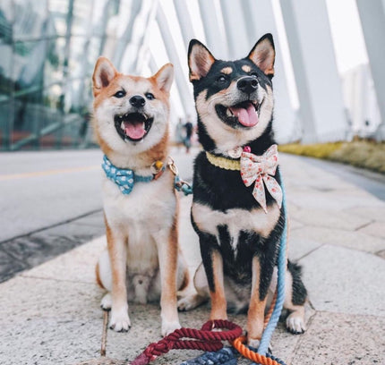 ROPE LEASH - OMBRE OCEAN-3