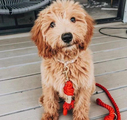 Dog Rope Leash - Watermelon Red-2