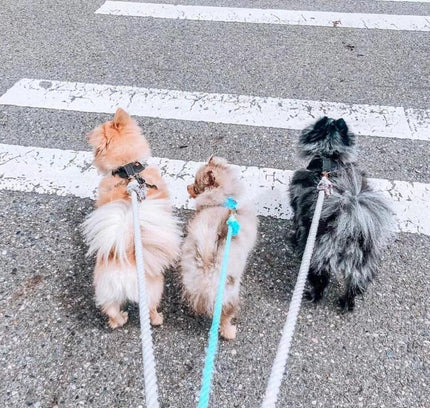 Dog Rope Leash - Mint Green-2