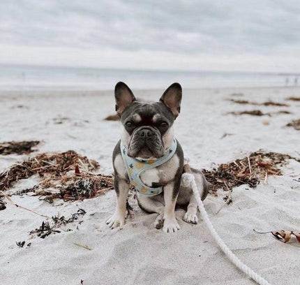 Dog Rope Leash - Mint Green-3