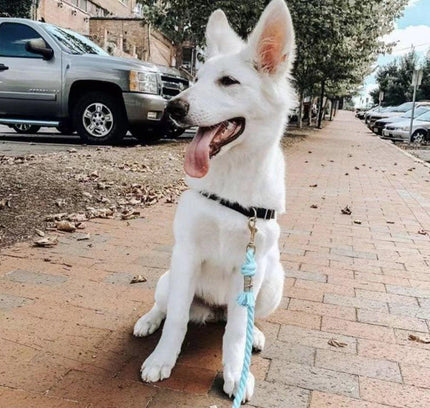 Dog Rope Leash - Watermelon Red-3