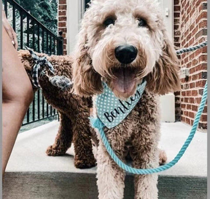 Dog Rope Leash - Mint Green-1