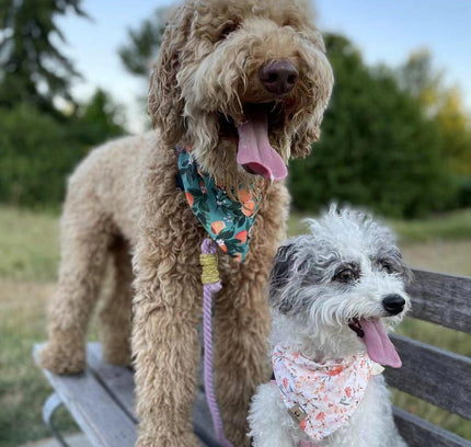 Dog Rope Leash - Mint Green-4