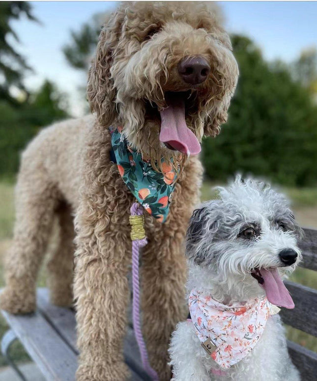 Dog Rope Leash - Mint Green-4