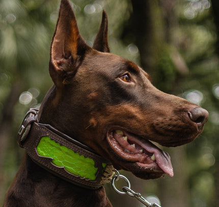 The ''Venom'' collar-3