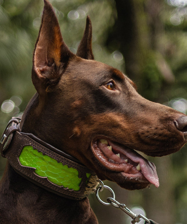 The ''Venom'' collar-3