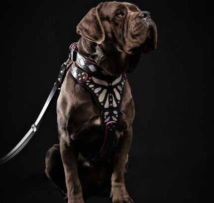 The ''Ariel'' harness-2