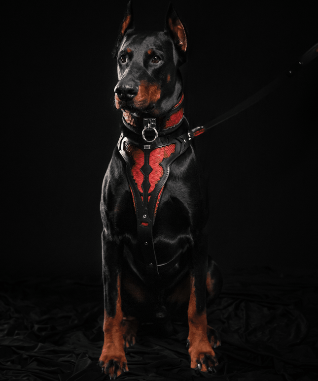 The ''Red Dragon'' harness