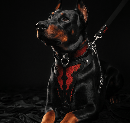 The ''Red Dragon'' harness