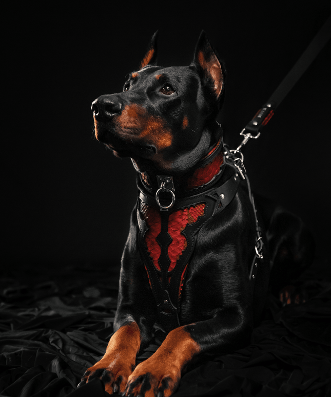 The ''Red Dragon'' harness
