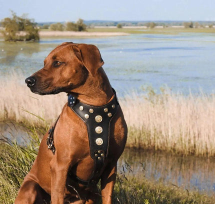 'Bijou'' harness Black & Orange for big dogs
