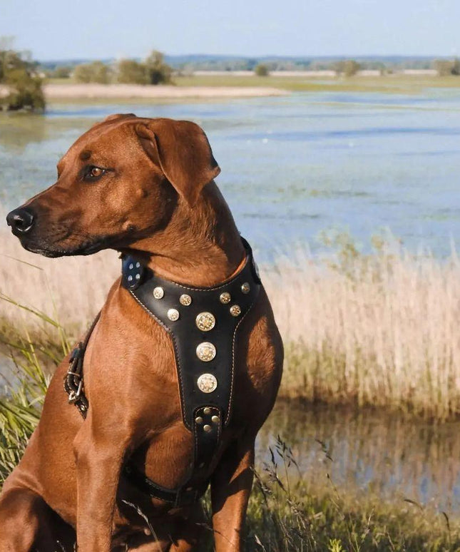 'Bijou'' harness Black & Orange for big dogs