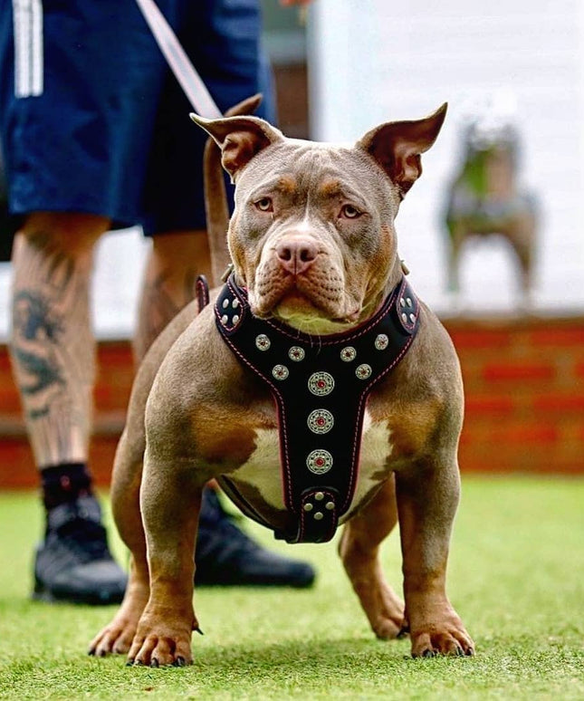 'Bijou'' harness Black & Pink for big dogs-1