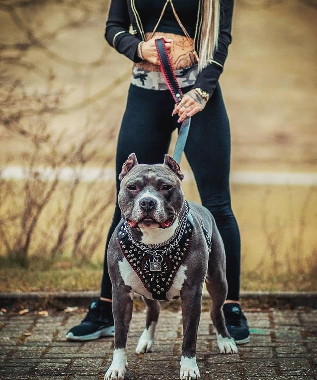 Handstitched "David" harness