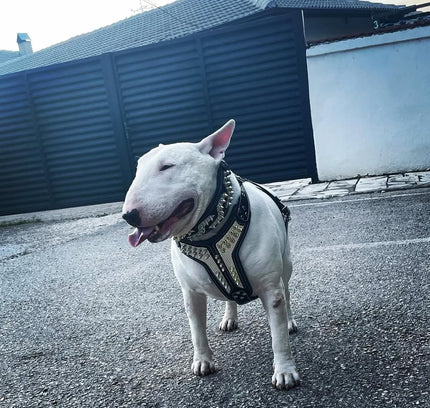 'Platinum'' harness Medium Size-2