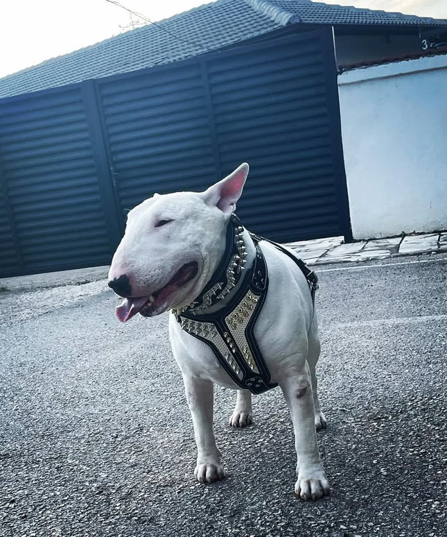 'Platinum'' harness Medium Size-2