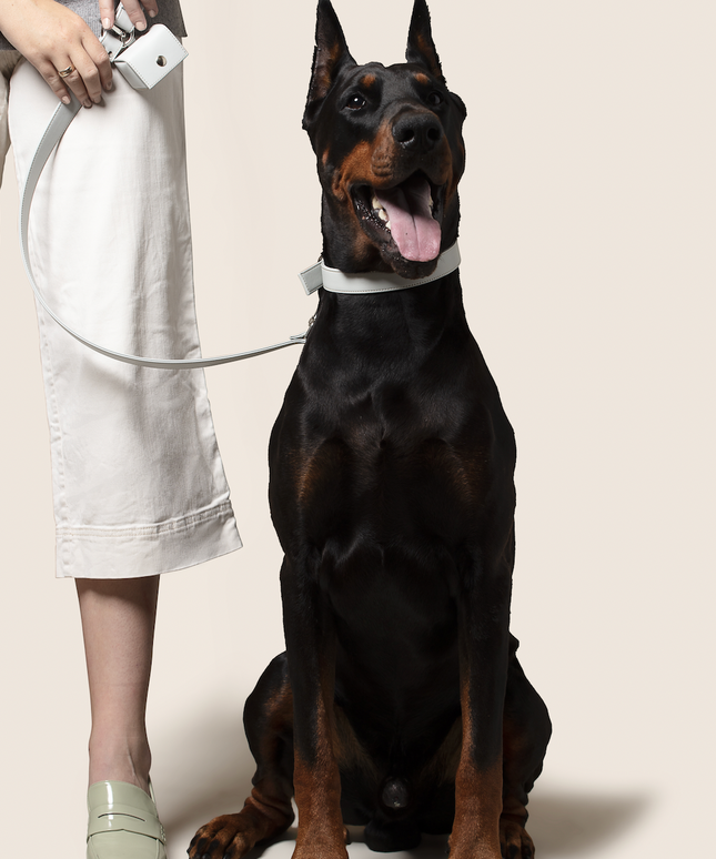 Ice blue vegan apple leather dog collar-4