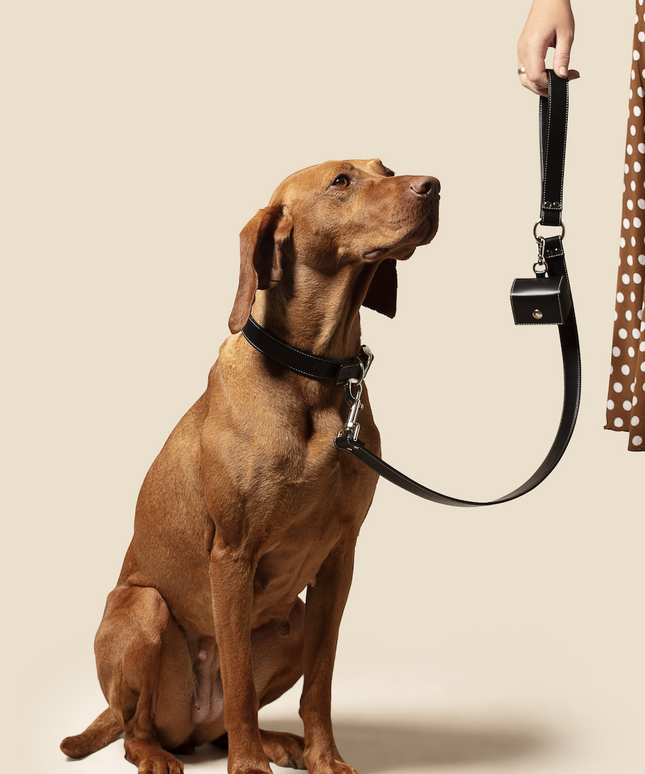 Classic black vegan apple leather dog collar