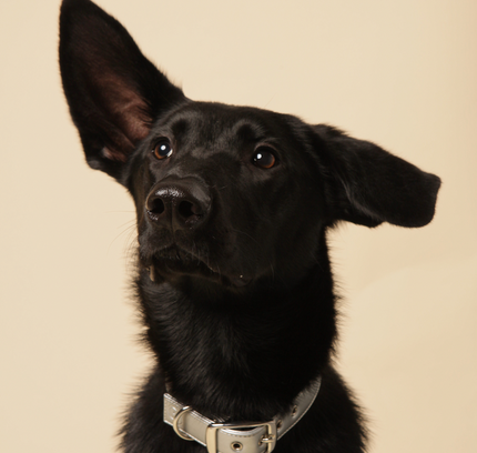 Silver apple leather dog collar-3